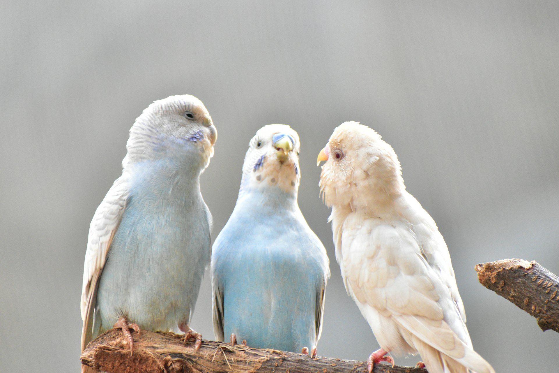 A group of three birds sitting on top of a tree branch